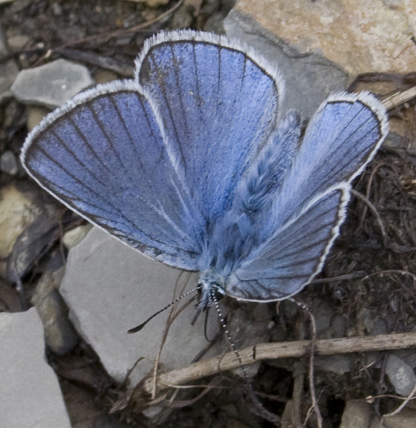 Licenide: Polyommatus amandus